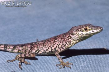 Media type: image;   Herpetology R-147053 Description: Photo of animal in life, taken in the field by Dr. Kenneth Ichiro Miyata. A slide of the photo was scanned in 2012 by Melissa Wooley.;  Aspect: lateral